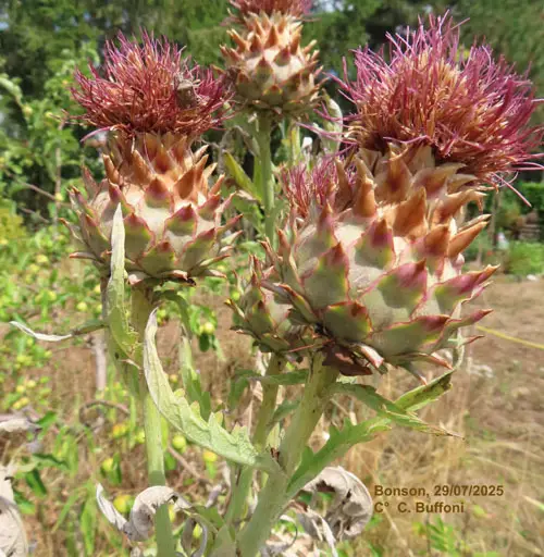 Le végétal vu autrement au jardin Buffoni à Bonson