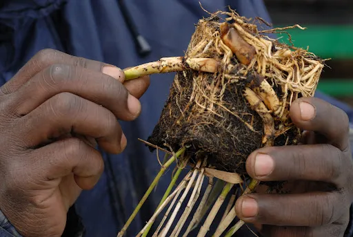 OASURE à Saint-Just-Saint-Rambert